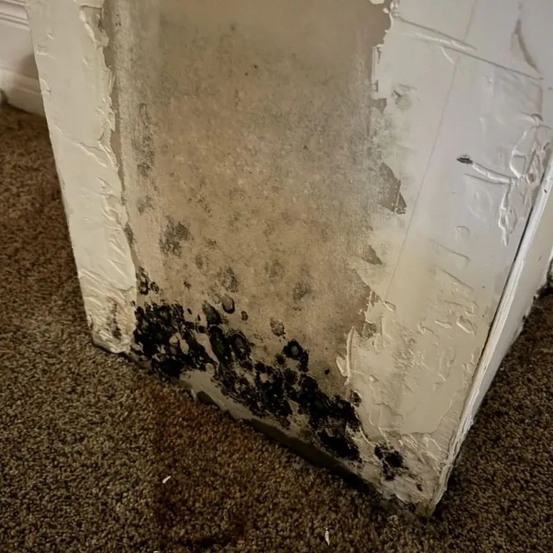 Professional Mold Removal in Russellville, AL